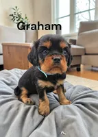 Graham, a male Cavalier King Charles Spaniel for sale in DeMotte, IN – Photo 2 of 3