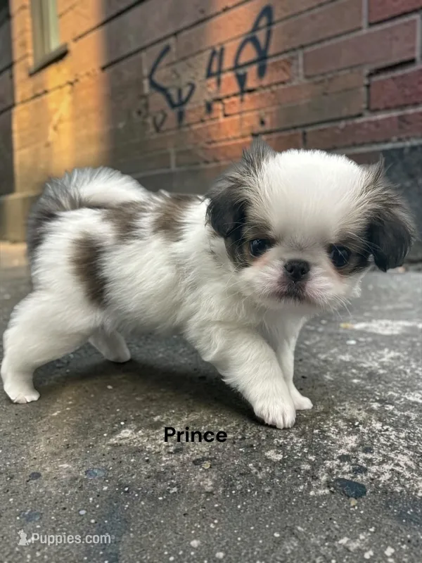 Prince – Japanese Chin puppy for sale in DeMotte, IN