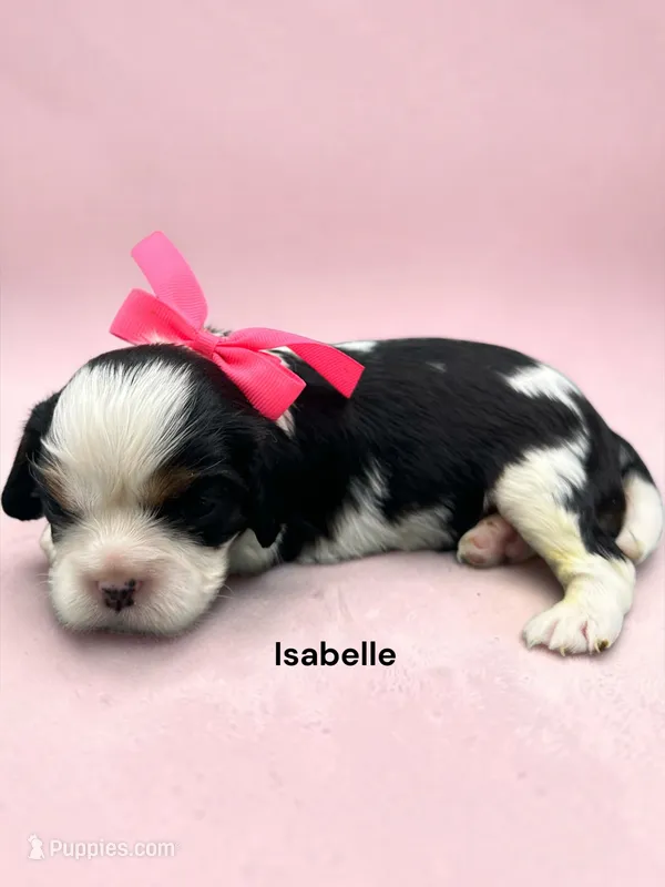 Isabelle – Cavalier King Charles Spaniel puppy for sale in DeMotte, IN