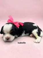 Isabelle, a female Cavalier King Charles Spaniel for sale in DeMotte, IN – 1 of 1