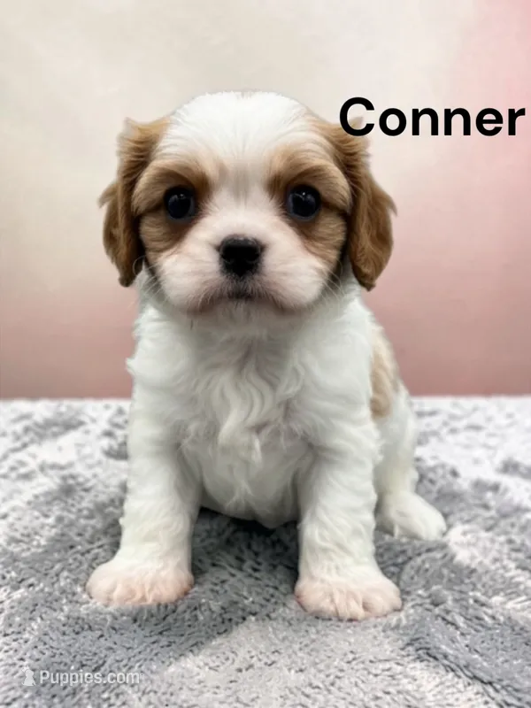 Conner – Cavalier King Charles Spaniel puppy for sale in DeMotte, IN