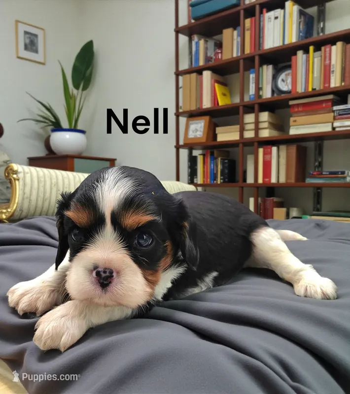 Nell – Cavalier King Charles Spaniel puppy for sale in DeMotte, IN