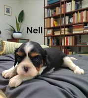 Nell, a female Cavalier King Charles Spaniel for sale in DeMotte, IN – 3 of 5