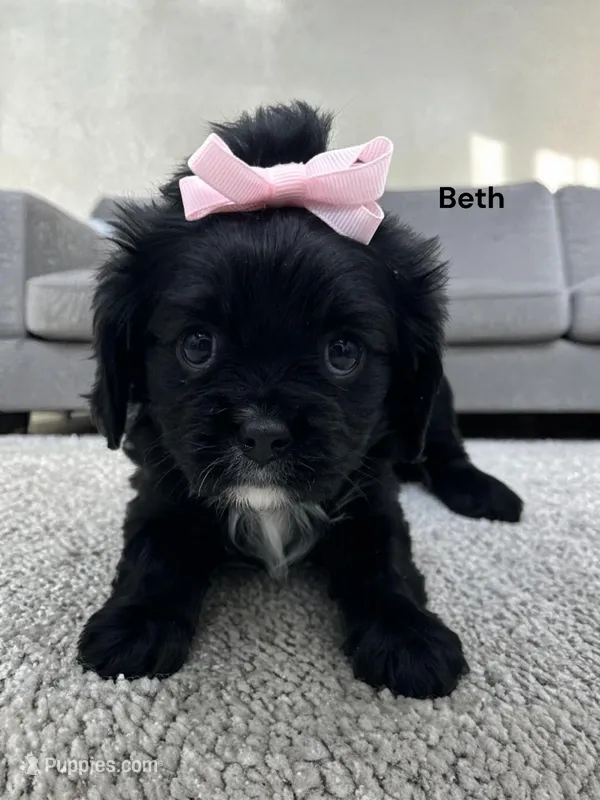 Beth (solid Black) – Cavalier King Charles Spaniel puppy for sale in DeMotte, IN