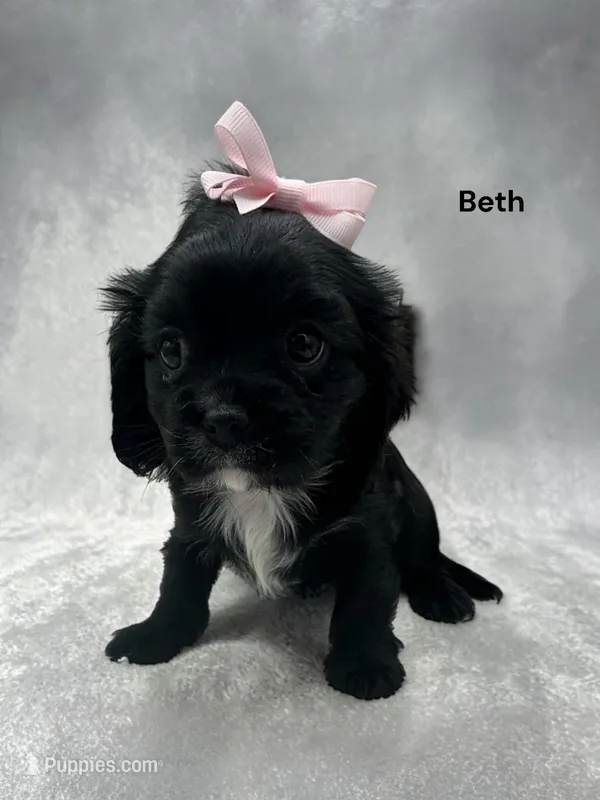 Beth (solid Black) – Cavalier King Charles Spaniel puppy for sale in DeMotte, IN