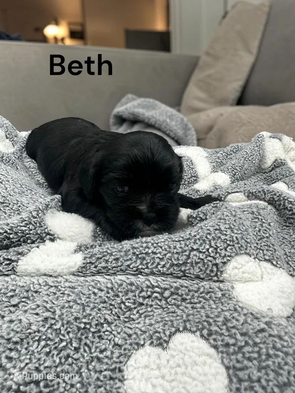 Beth (solid Black) – Cavalier King Charles Spaniel puppy for sale in DeMotte, IN