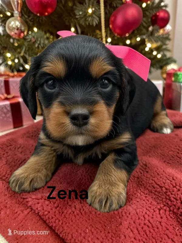 Zena – Cavalier King Charles Spaniel puppy for sale in DeMotte, IN