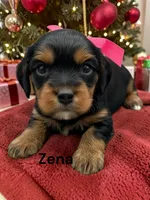 Zena, a female Cavalier King Charles Spaniel for sale in DeMotte, IN – 1 of 1