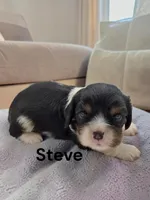 Steve, a male Cavalier King Charles Spaniel for sale in DeMotte, IN – 1 of 1