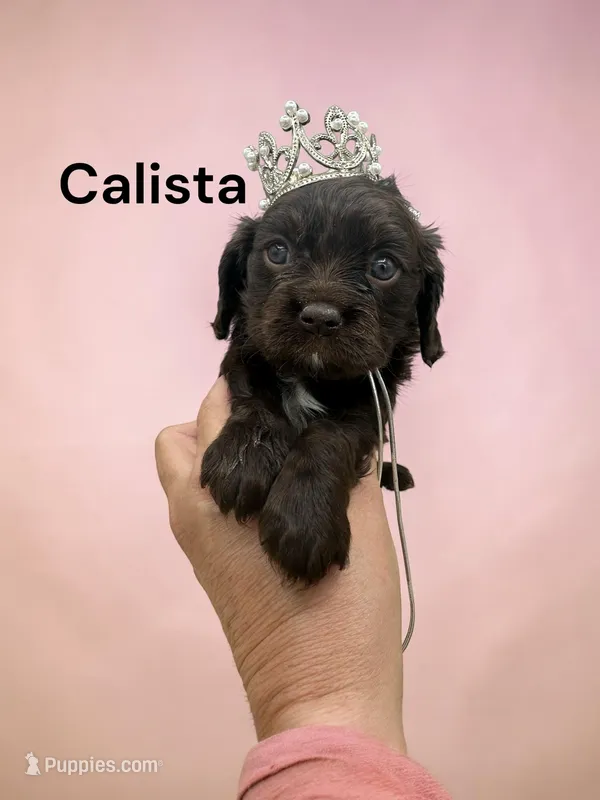 Calista (solid Chocolate) – Cavalier King Charles Spaniel puppy for sale in DeMotte, IN