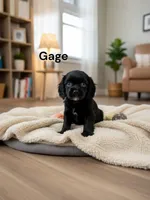 Gage (solid Black), a male Cavalier King Charles Spaniel for sale in DeMotte, IN – Photo 1 of 3