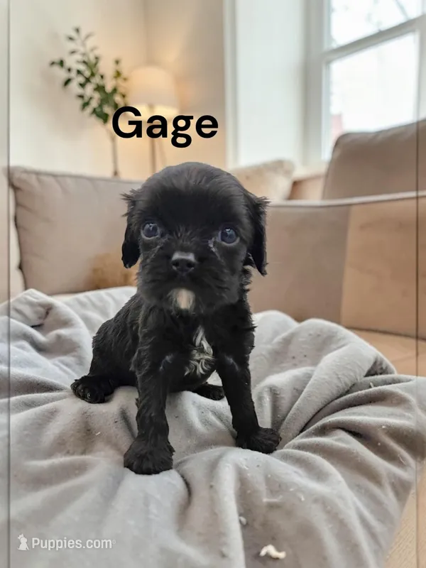 Gage (solid Black)