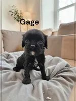 Gage (solid Black), a male Cavalier King Charles Spaniel for sale in DeMotte, IN – Photo 2 of 3