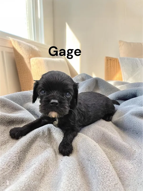 Gage (solid Black), a male Cavalier King Charles Spaniel for sale in DeMotte, IN – Photo 1 of 1