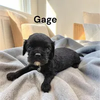 Gage (solid Black), a male Cavalier King Charles Spaniel for sale in DeMotte, IN – Photo 3 of 3