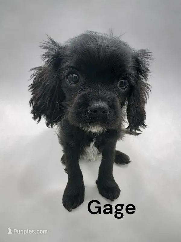 Gage (solid Black) – Cavalier King Charles Spaniel puppy for sale in DeMotte, IN