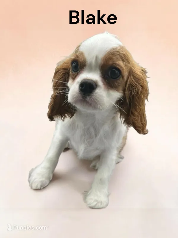 Blake – Cavalier King Charles Spaniel puppy for sale in DeMotte, IN