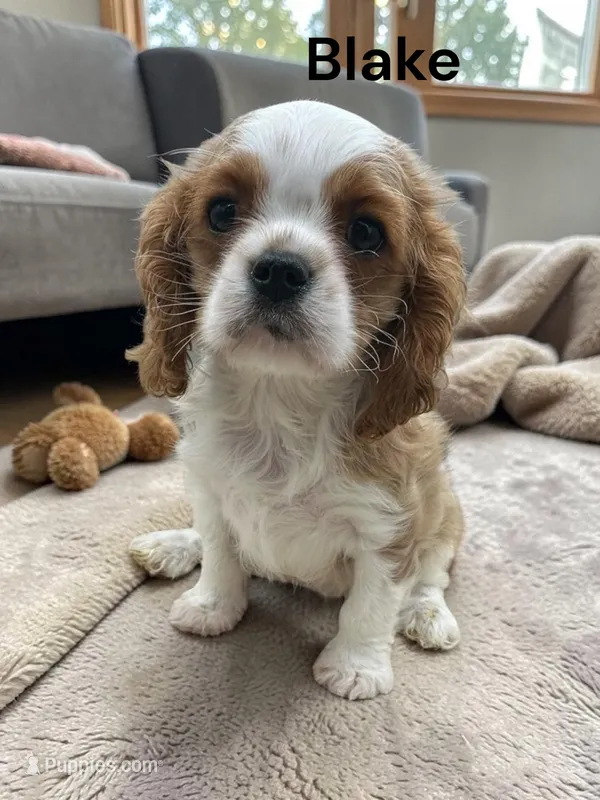 Blake – Cavalier King Charles Spaniel puppy for sale in DeMotte, IN