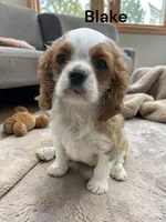 Blake, a male Cavalier King Charles Spaniel for sale in DeMotte, IN – 3 of 3