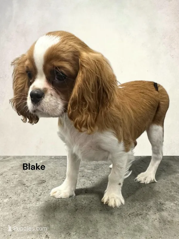 Blake – Cavalier King Charles Spaniel puppy for sale in DeMotte, IN