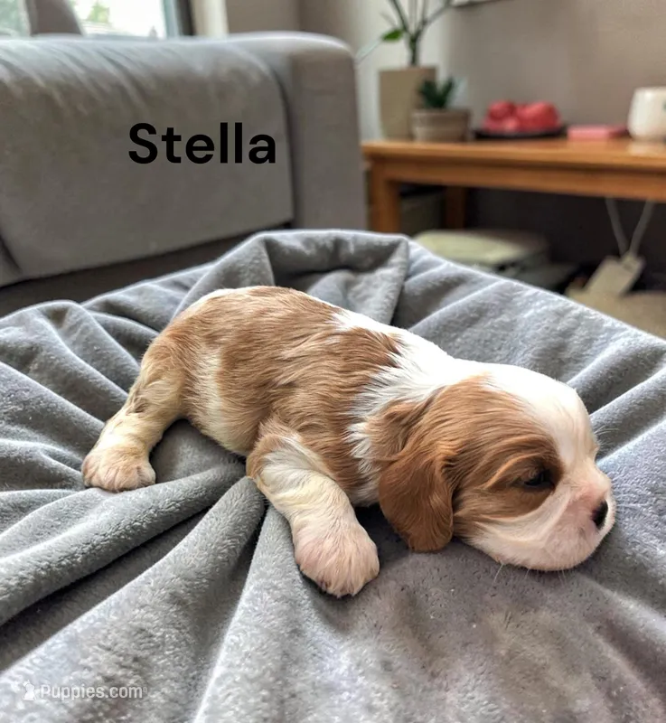 Stella – Cavalier King Charles Spaniel puppy for sale in DeMotte, IN