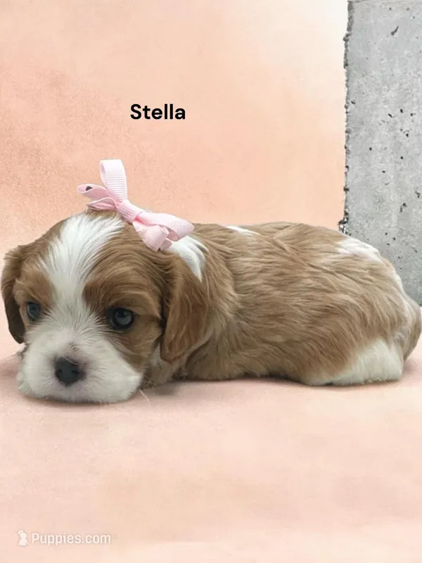 Stella – Cavalier King Charles Spaniel puppy for sale in DeMotte, IN