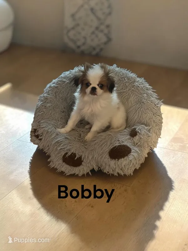 Bobby – Japanese Chin puppy for sale in DeMotte, IN