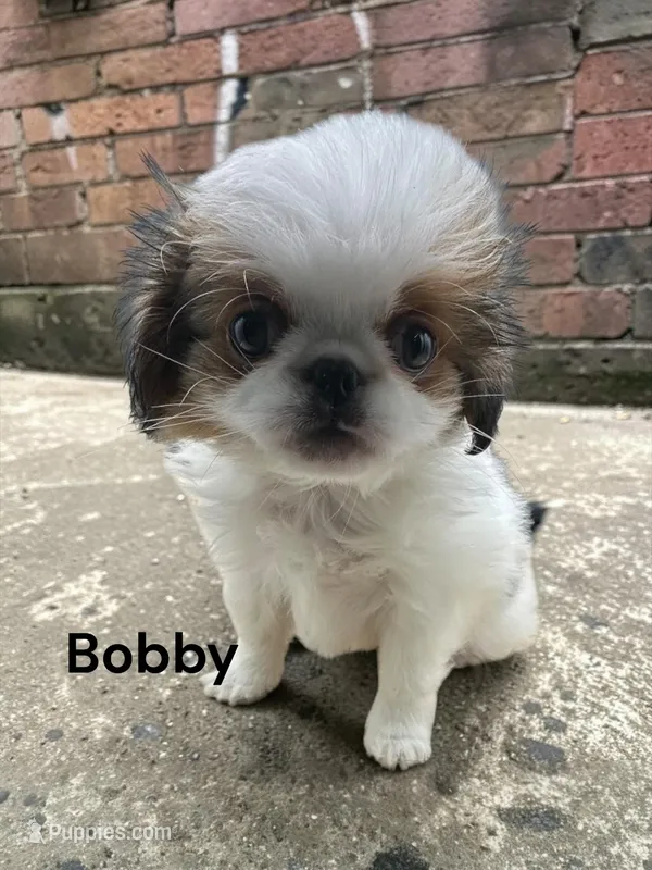 Bobby – Japanese Chin puppy for sale in DeMotte, IN