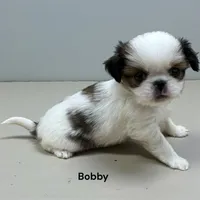 Bobby, a male Japanese Chin for sale in DeMotte, IN – Photo 2 of 4