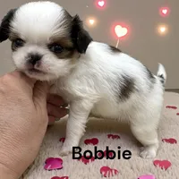 Bobby, a male Japanese Chin for sale in DeMotte, IN – Photo 3 of 4