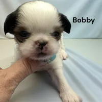 Bobby, a male Japanese Chin for sale in DeMotte, IN – Photo 4 of 4