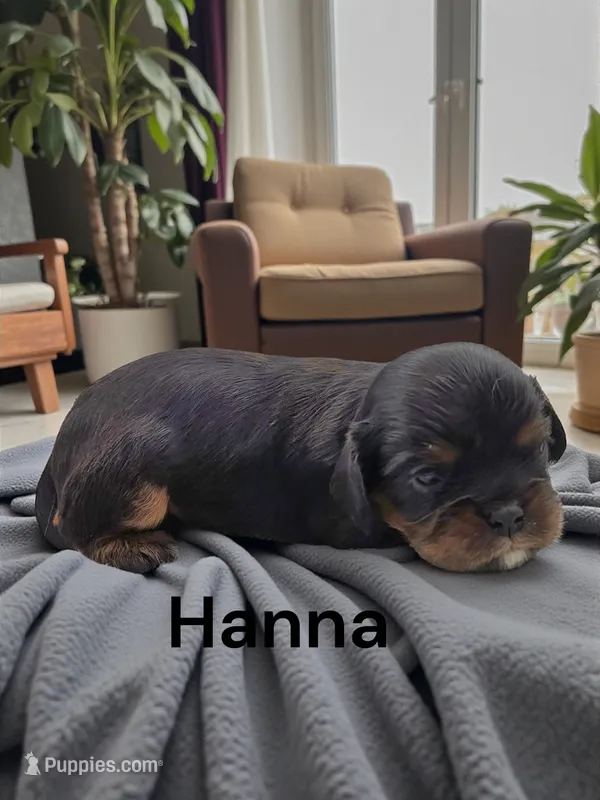 Hanna – Cavalier King Charles Spaniel puppy for sale in DeMotte, IN
