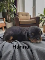 Hanna, a female Cavalier King Charles Spaniel for sale in DeMotte, IN – 1 of 1