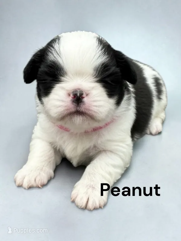Peanut – Japanese Chin puppy for sale in DeMotte, IN