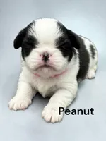 Peanut, a female Japanese Chin for sale in DeMotte, IN – 1 of 1