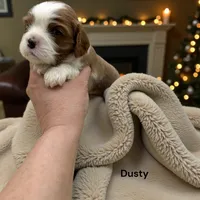 Dusty, a male Cavalier King Charles Spaniel for sale in DeMotte, IN – Photo 4 of 4