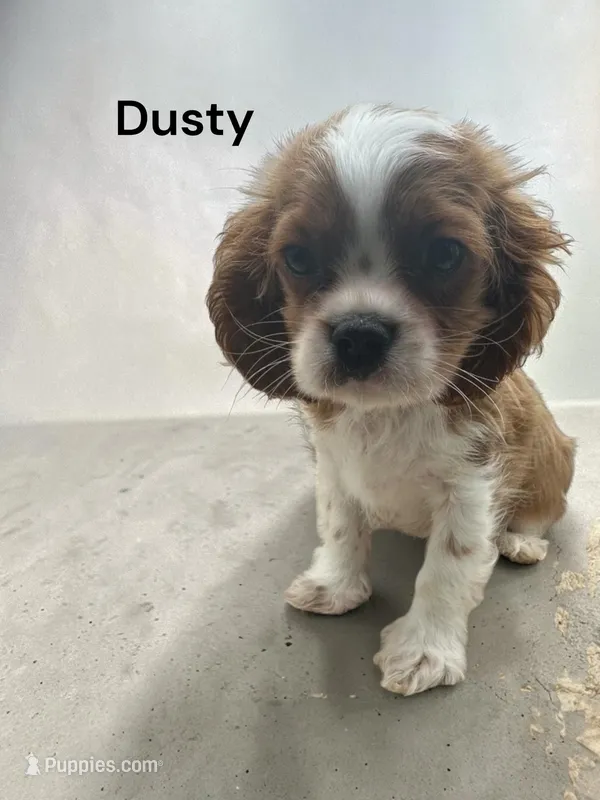 Dusty – Cavalier King Charles Spaniel puppy for sale in DeMotte, IN