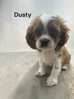 Dusty, a male Cavalier King Charles Spaniel for sale in DeMotte, IN – Photo 1 of 4