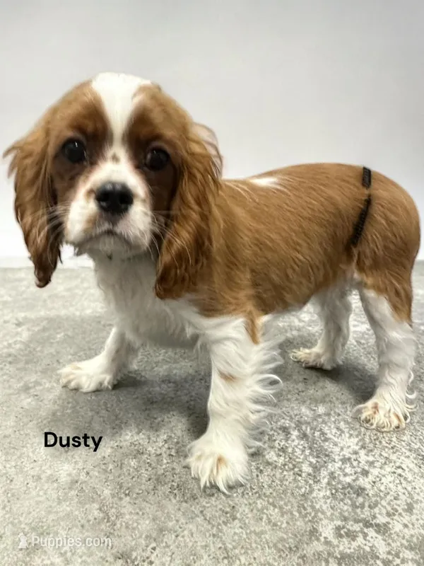 Dusty – Cavalier King Charles Spaniel puppy for sale in DeMotte, IN