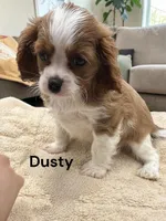 Dusty, a male Cavalier King Charles Spaniel for sale in DeMotte, IN – Photo 2 of 4