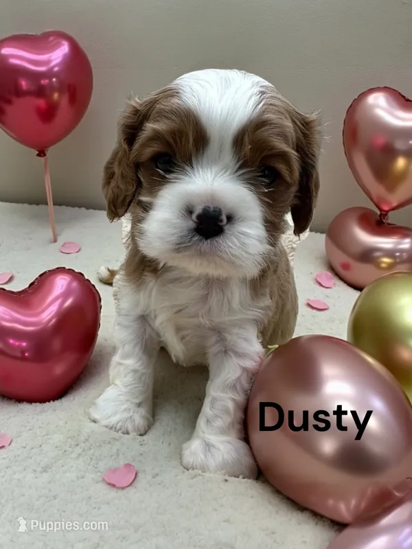 Dusty