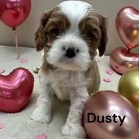 Dusty, a male Cavalier King Charles Spaniel for sale in DeMotte, IN – Photo 3 of 4