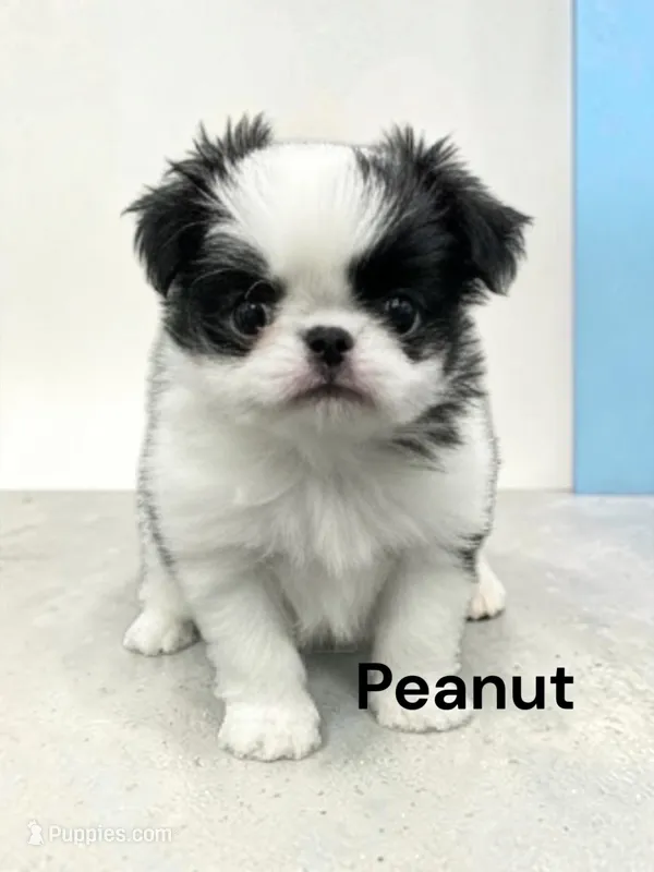 Peanut – Japanese Chin puppy for sale in DeMotte, IN