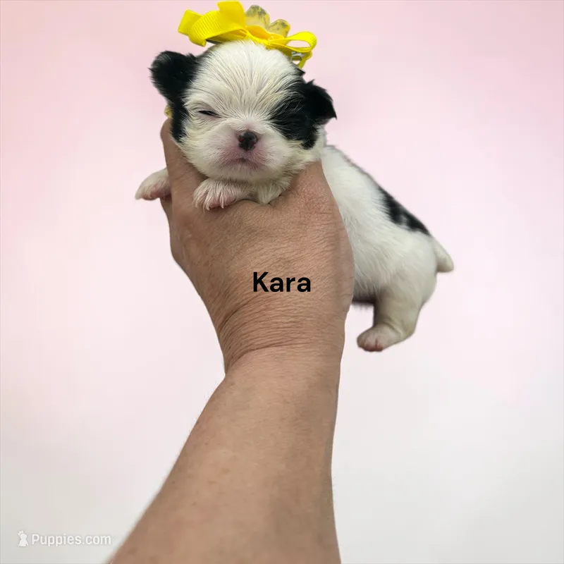 Kara – Japanese Chin puppy for sale in DeMotte, IN