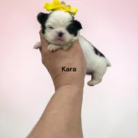 Kara, a female Japanese Chin for sale in DeMotte, IN – 1 of 1