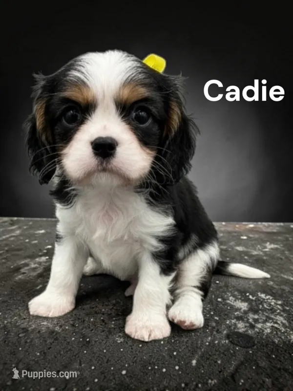 Caddie – Cavalier King Charles Spaniel puppy for sale in DeMotte, IN