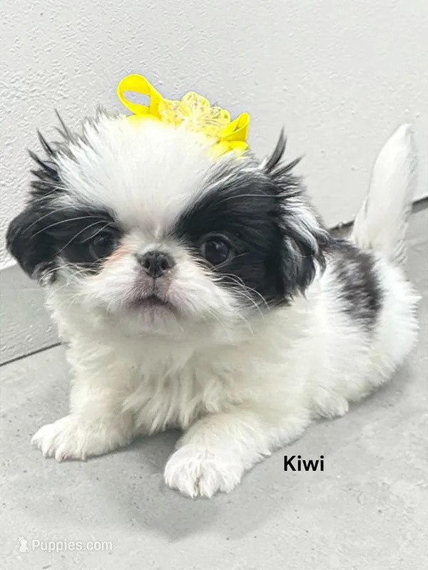 Kiwi – Japanese Chin puppy for sale in DeMotte, IN