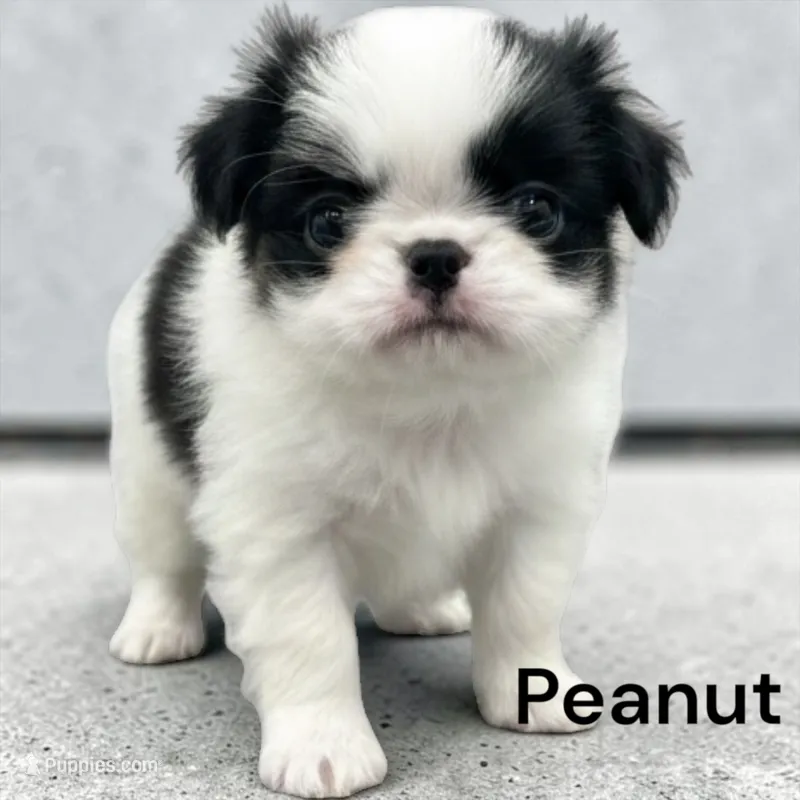 Peanut – Japanese Chin puppy for sale in DeMotte, IN