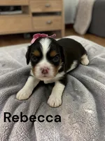 Rebecca (Chocolate Tri), a female Cavalier King Charles Spaniel for sale in DeMotte, IN – 1 of 1