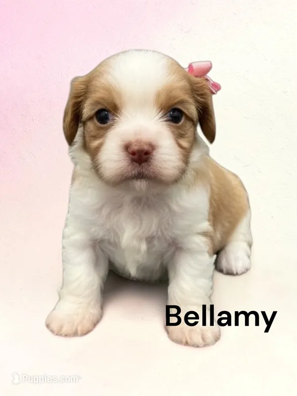 Bellamy – Cavalier King Charles Spaniel puppy for sale in DeMotte, IN